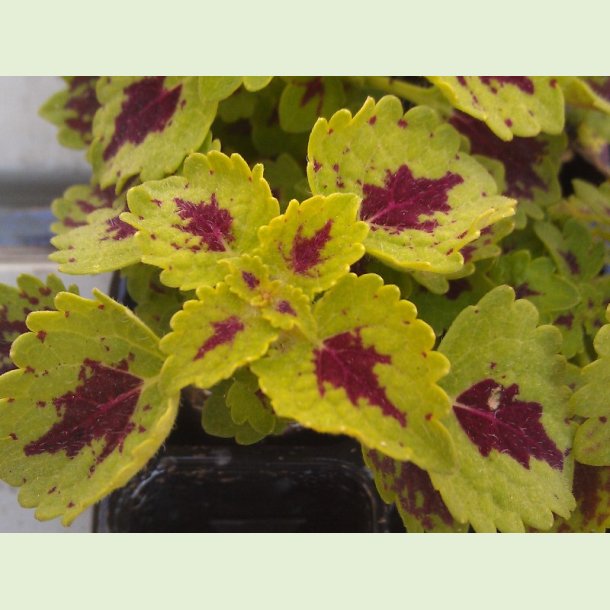 Coleus Chocolate Drop