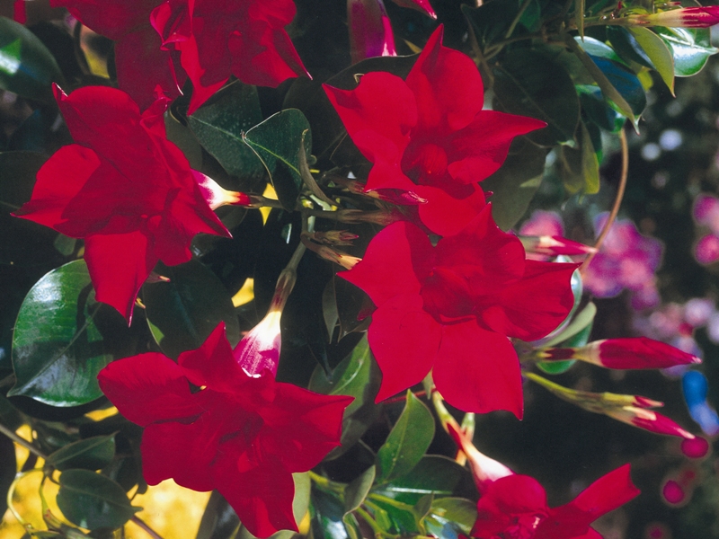røde sommerblomster røde sommerblomster
