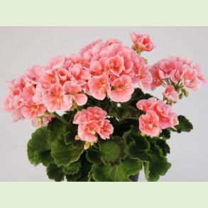 Zonale Pelargonium