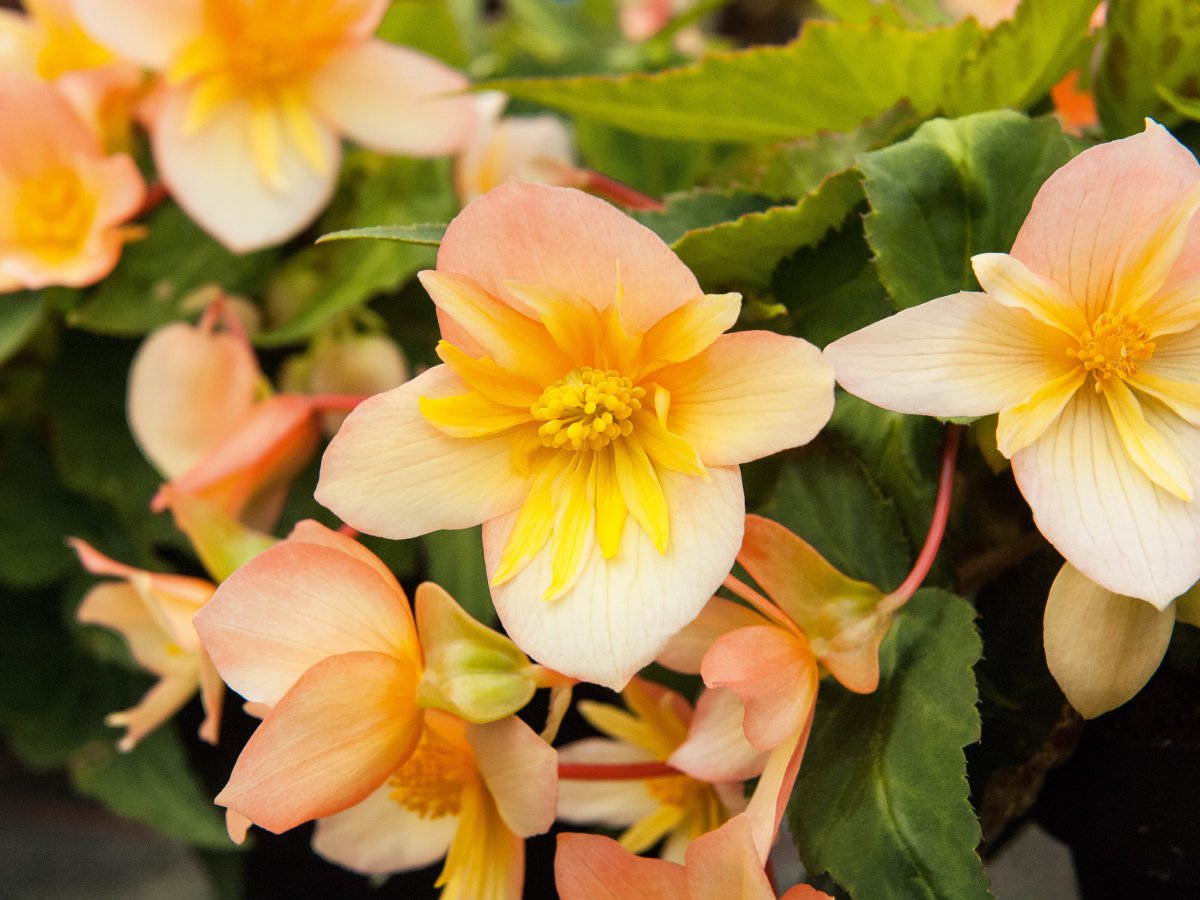 Begonia Belleconia Tropical Sunset