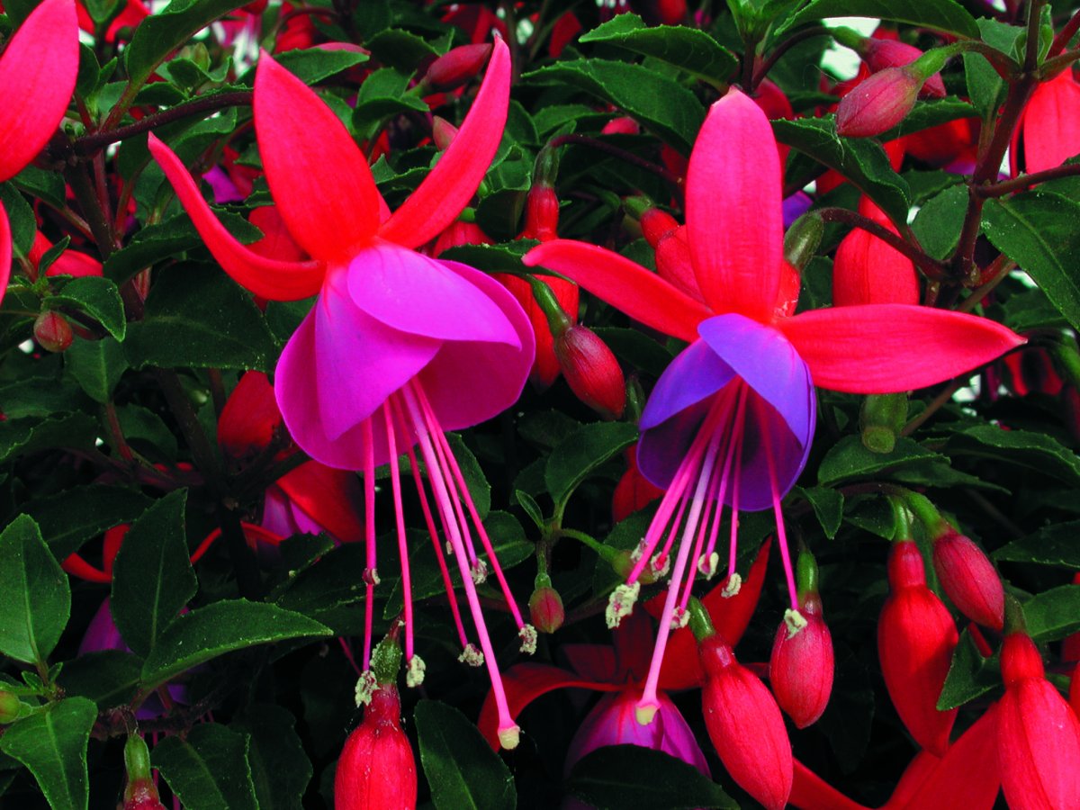 Fuchsia Shadow Dancer Carlotta - Fuchsia For Alle - Odenia.dk