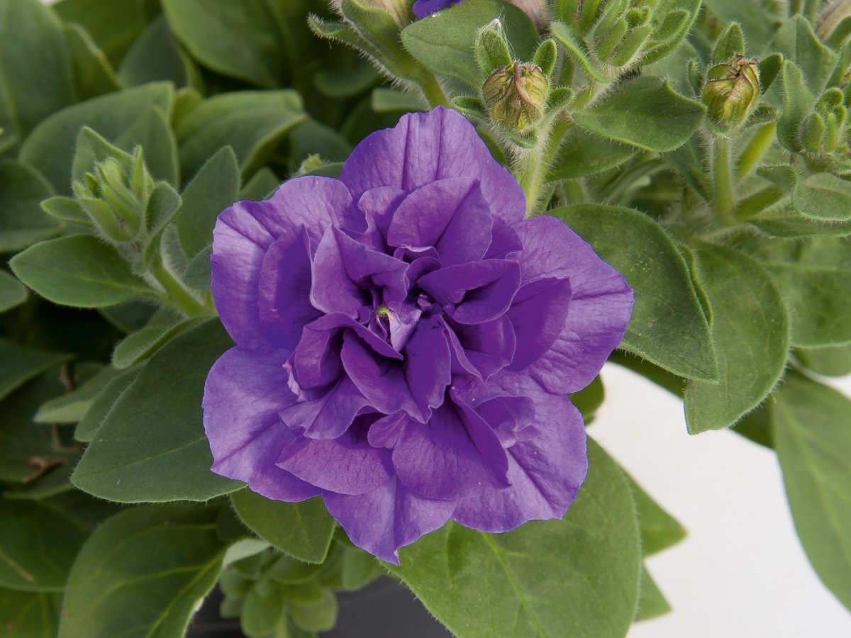 Petunia SweetSunshine Provence - Petunia - Dobbelte - Odenia.dk