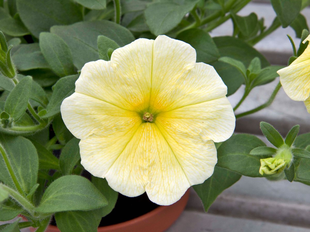 Petunia Famous Yellow - Petunia - Klassikere - Odenia.dk