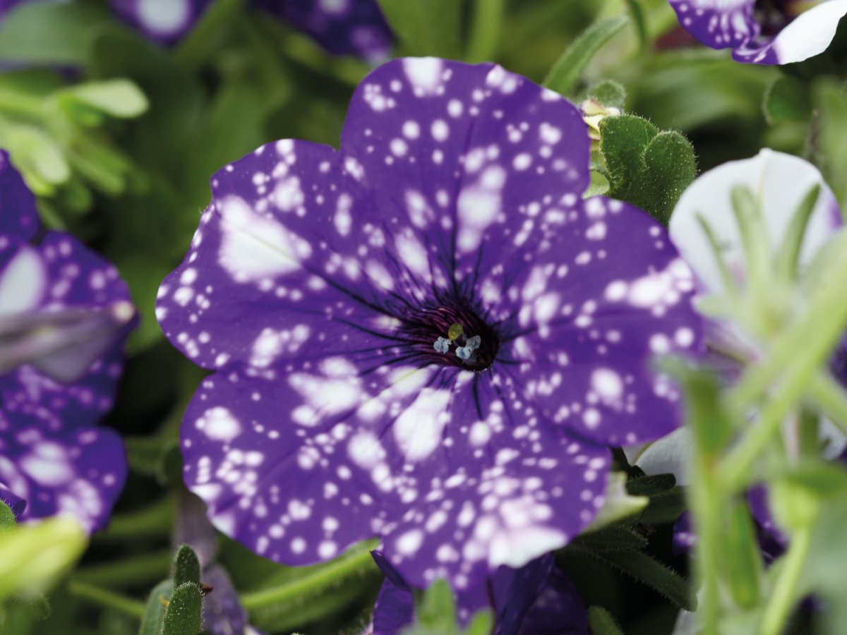 Petunia Night Sky - Petunia - Specialiteter - Odenia.dk