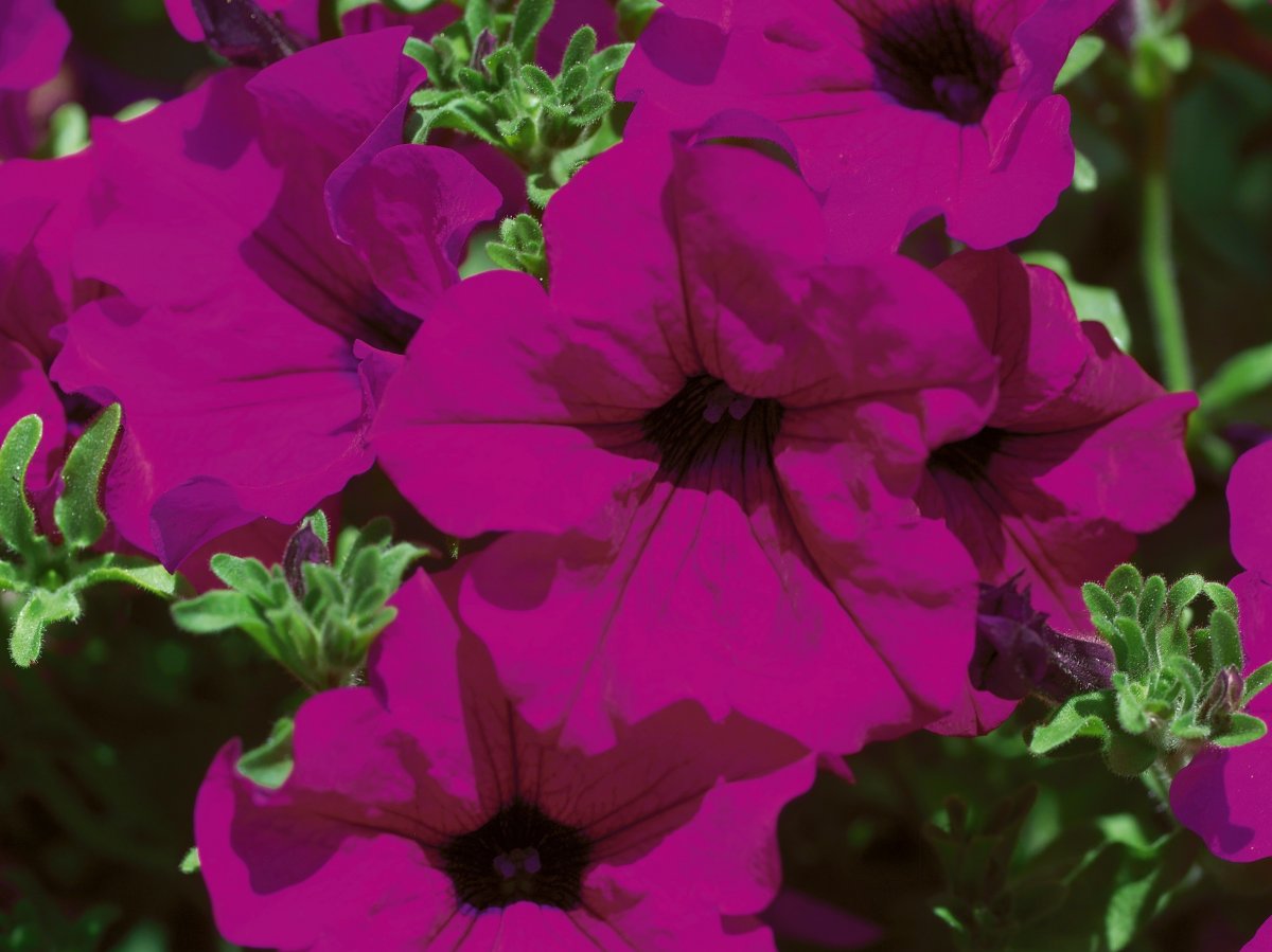 Petunia Surfinia Purple - Petunia - Klassikere - Odenia.dk