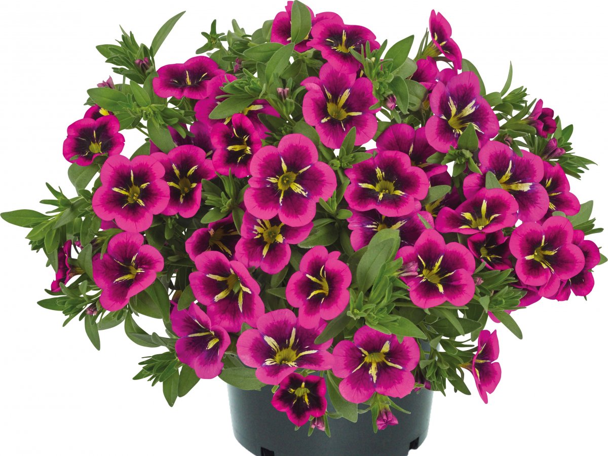 Sommerblomster C til D