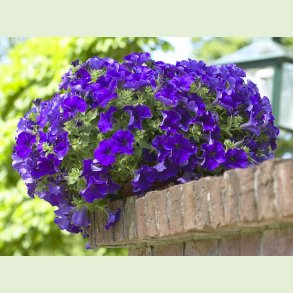 Petunia - Klassikere