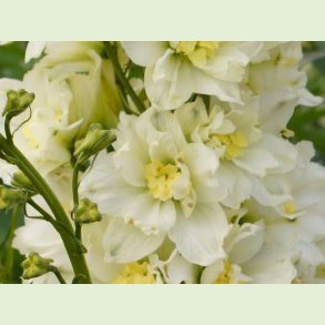 Delphineum / Ridderspore