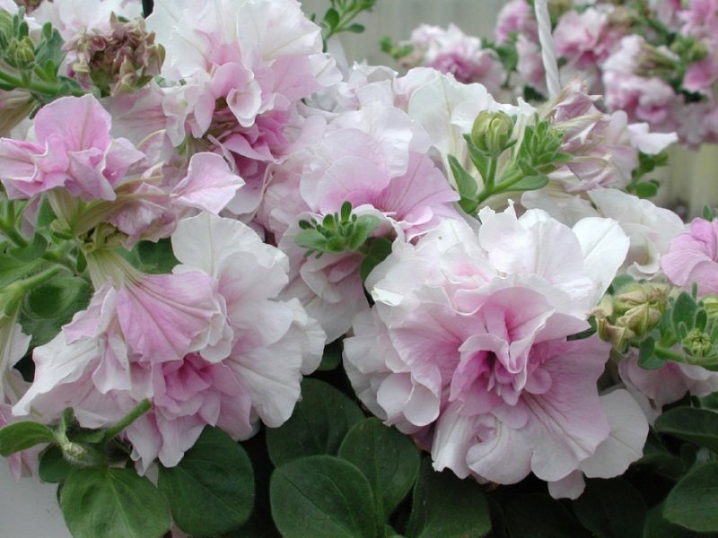 Petunia - DOBLE - Odenia.dk