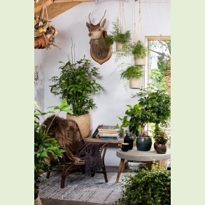 Grønne stueplanter